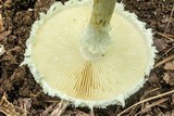 Amanita rhopalopus image