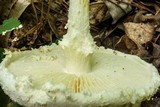 Amanita rhopalopus image