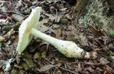 Amanita rhopalopus image