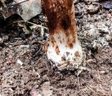 Amanita amerirubescens image