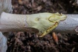 Amanita amerirubescens image