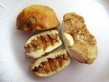 Russula ballouii image