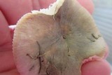 Russula modesta image