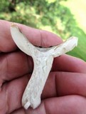 Russula modesta image