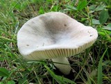 Russula modesta image