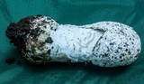 Hypomyces hyalinus image