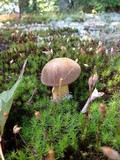 Boletus vermiculosoides image