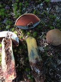 Boletus vermiculosoides image