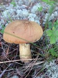 Boletus vermiculosoides image
