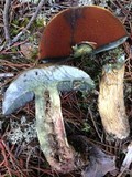 Boletus vermiculosoides image