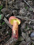 Boletochaete bicolor image