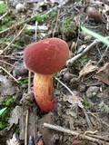 Boletochaete bicolor image