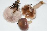 Mycena pura image
