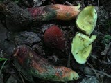 Boletochaete bicolor image