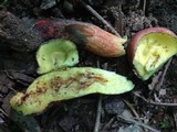 Boletochaete bicolor image