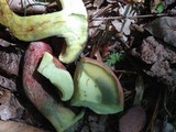 Boletochaete bicolor image