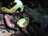 Boletochaete bicolor image