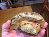 Boletus rubripes image