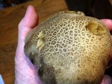 Boletus rubripes image