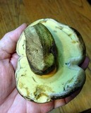 Boletus rubripes image