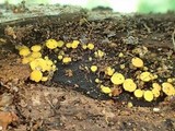 Bisporella sulfurina image