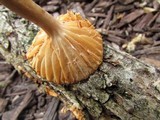 Lactarius marylandicus image