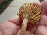 Lactarius marylandicus image