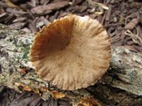 Lactarius marylandicus image