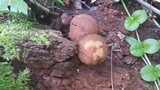 Psathyrella delineata image