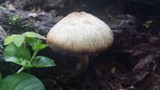 Psathyrella delineata image