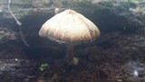 Psathyrella delineata image