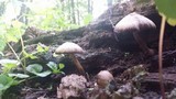 Psathyrella delineata image