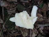 Pleurotus populinus image