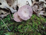 Laccaria amethystina image