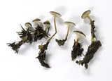 Strobilurus albipilatus image