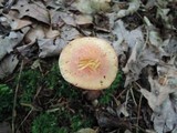 Chalciporus rubinellus image