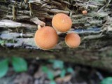 Pholiota granulosa image