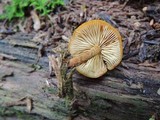 Pholiota granulosa image