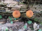 Pholiota granulosa image