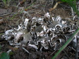 Peltigera ponojensis image
