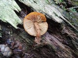 Pholiota granulosa image