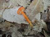 Hygrocybe miniata image