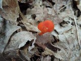 Hygrocybe miniata image