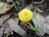 Hygrocybe parvula image