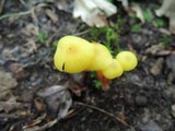 Hygrocybe parvula image