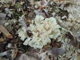 Tremellodendron pallidum image