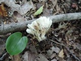 Tremellodendron pallidum image