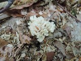 Tremellodendron pallidum image