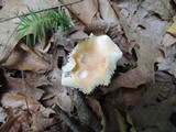 Hygrophorus laurae image