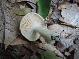 Hygrophorus laurae image